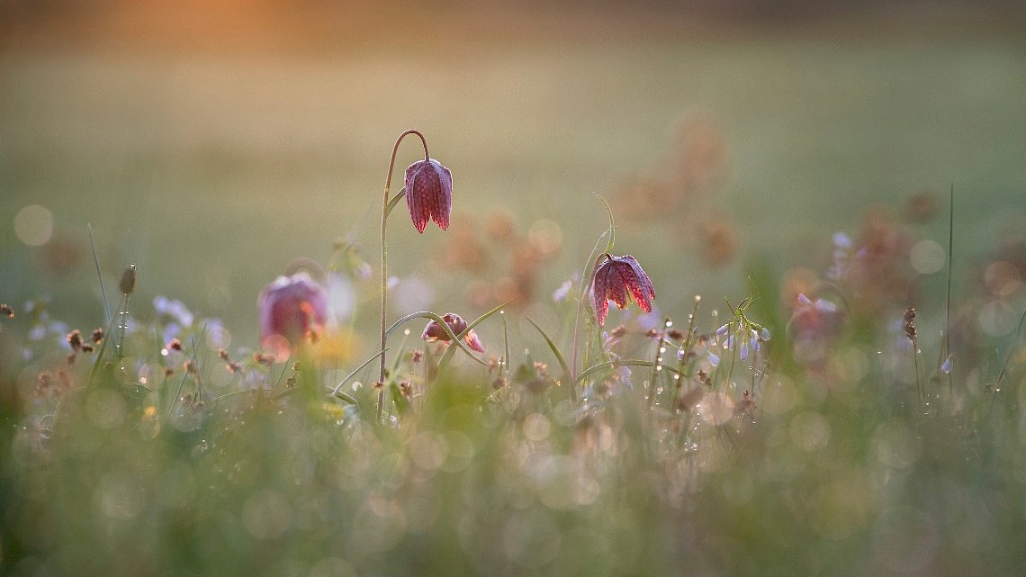 Kievietsbloemen in de Pracht van de Streek Genne en Haerst