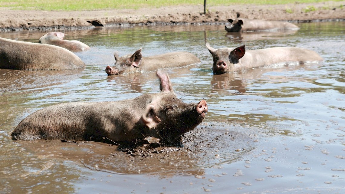 sccharrelvarkens onderweg op de smaakroute door Salland