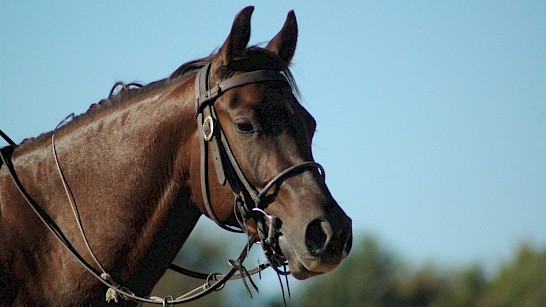 Te paard door het Twentse platteland.