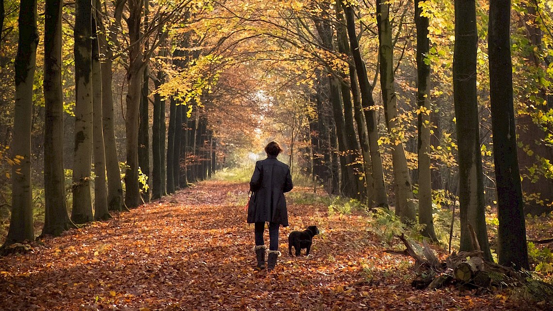 Boswachterspad Staatsbosbeheer Hondsrug Beek en Bos