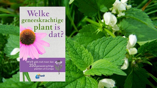 Welke geneeskrachtige plant is dat?