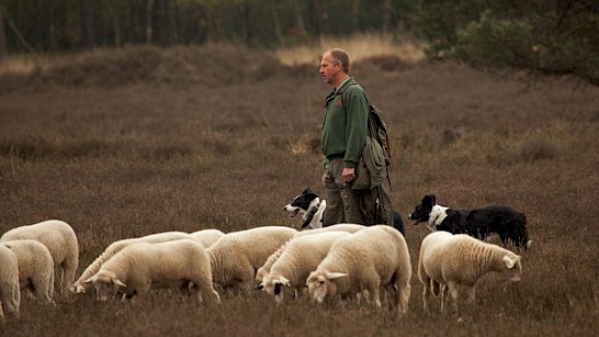 Heidebustocht Zuid-Veluwe, foto: Rob van t Zelfde