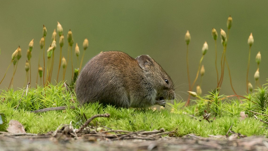 rosse woelmuis, foto Michiel Schaap