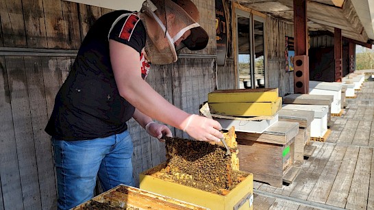 Lentefair en imkerdagen bij de Valksche Bijenhof