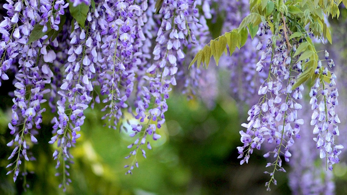 Wisteria